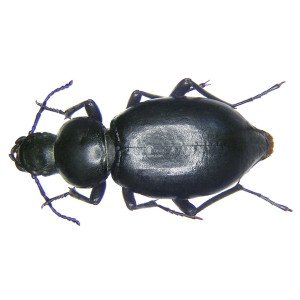 TENTYRIA GROSSA SARDINIENSIS